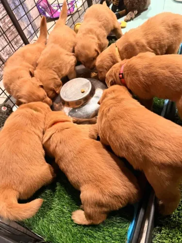 Filhotes de Golden Retriever | Filhotes cheios de vida!