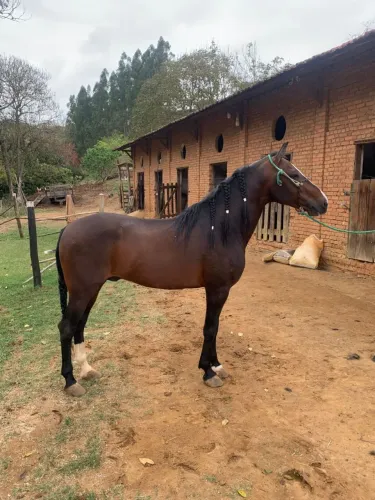 Cavalo mangalarga marchador