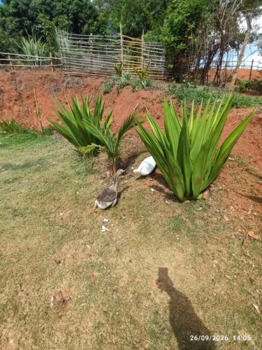 Casal de ganso