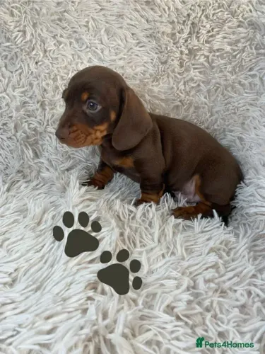 Teckel Macho e Fêmea com Pedigree Teckel/Dachshund/Salsicha/Salsichinha/Basset/Cofap