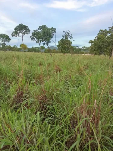 Fazenda Natividade TO - com o proprietario