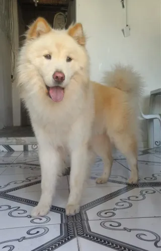 ADOÇÃO 