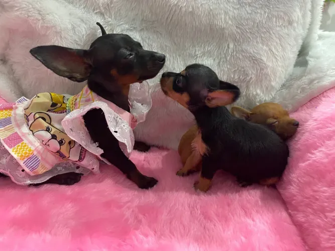 Pinscher miniatura 