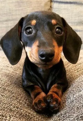 Dachshund Torna Seus Momentos Mais Marcantes