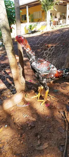 Frango indio mil flores
