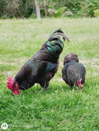 Gigante negro 
