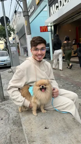 Spitz alemão filhote