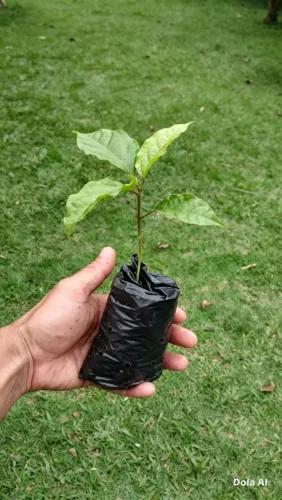 Muda de Mini Maracujá Saudável e Pronta para Plantar