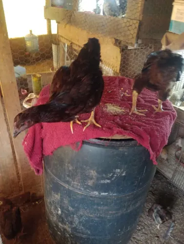 Franguinhos Rhode Island red padrão americano