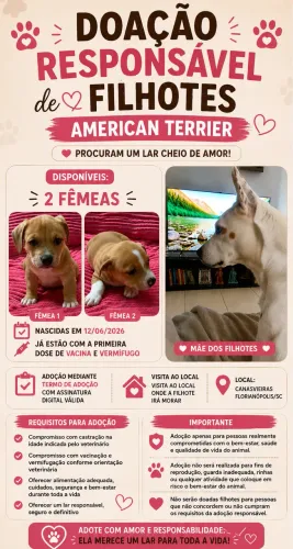 Doação filhote american terrier