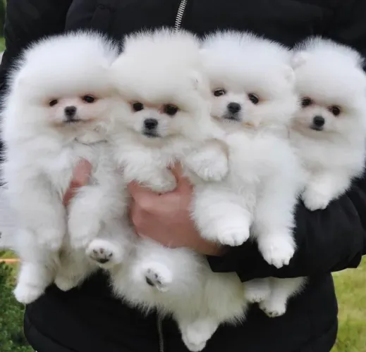 Lulu da Pomerânia - lindos bebezinhos disponíveis