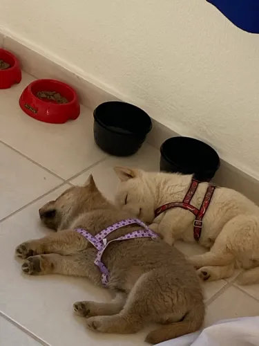 Filhotes de chow-chow com 49 dias duas irmãs já comem ração e são bem obediente