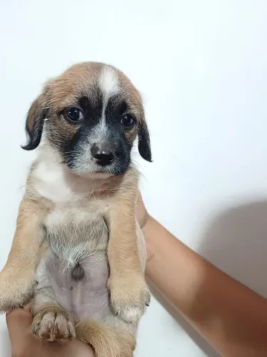 Cachorrinho para adoção
