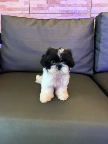 Shih tzu fêmea 