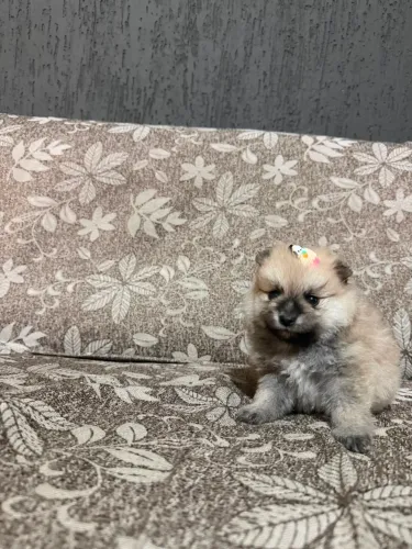 Filhote de lulu da pomerania