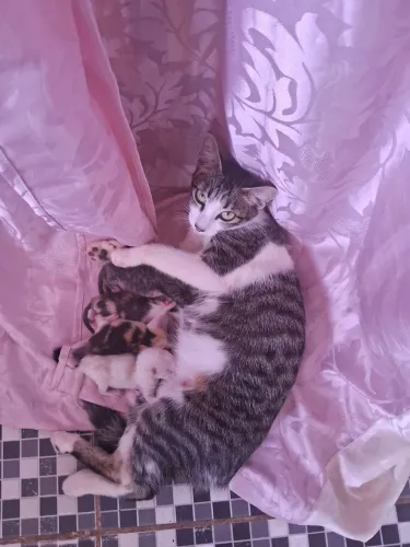 Doação de gatos