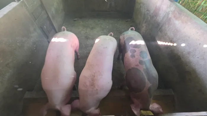 Vendo suínos para abate