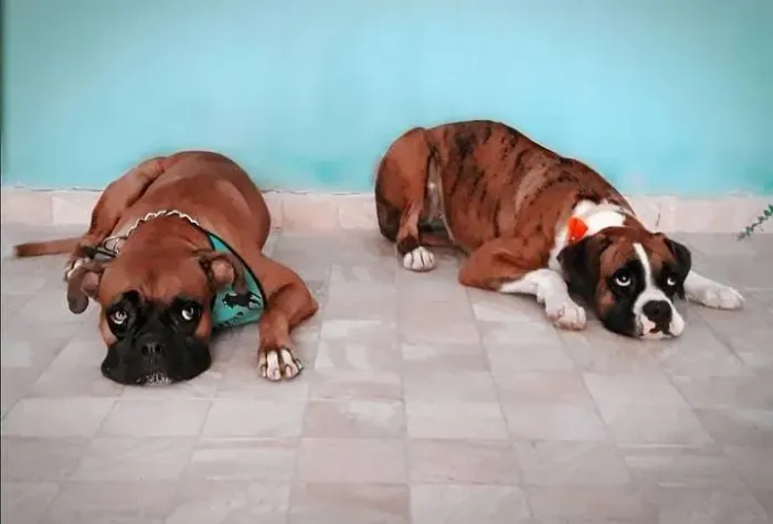 Boxer, Caes Filhotes com Pedigree