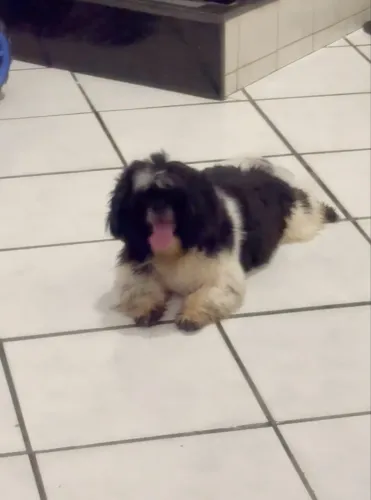 Cachorro