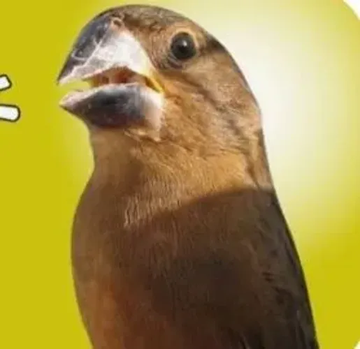 Só Venda não bolo leia antes de chamar no chat