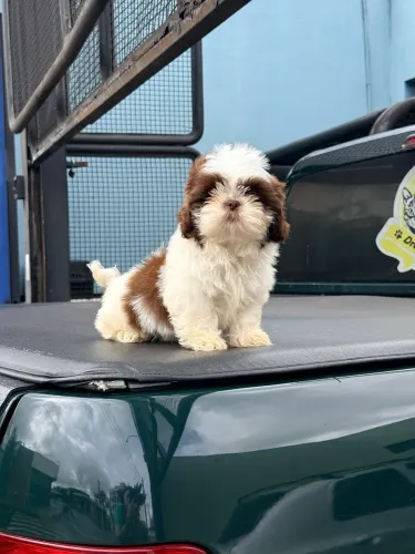 Filhote de Shihtzu