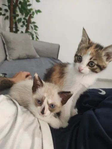 Doação de gatinhos! (Acompanha caixa de areia)