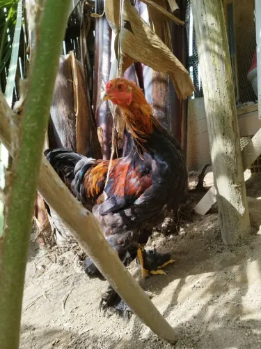Disponho de 2 frangos brama retira no bairo sao sebastiao palhosa