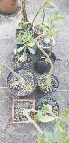 Rosa do deserto pequena 5 reais