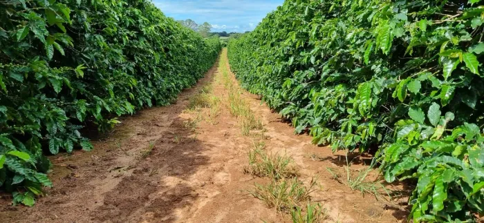 Fazenda com 1 dormitório à venda, 1548800 m² por R$ 25.000.000,00 - Goiás - Araguari/MG