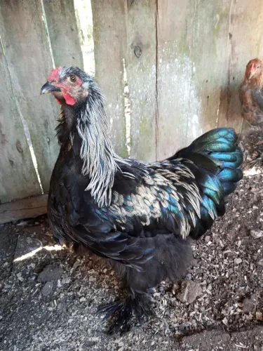 Galos Brahma