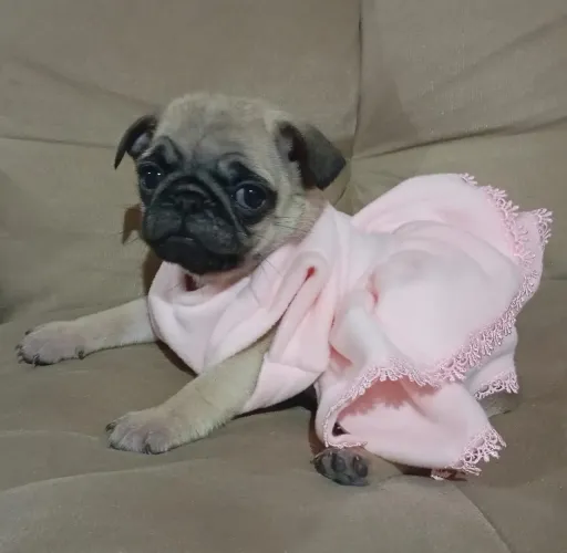 Filhotes de pug 
