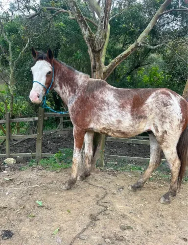 Cavalo pra limpar o pasto - Dócil