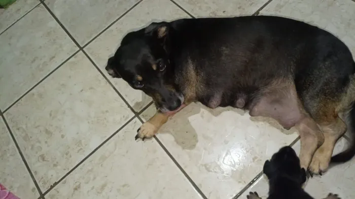 Filhote de basset