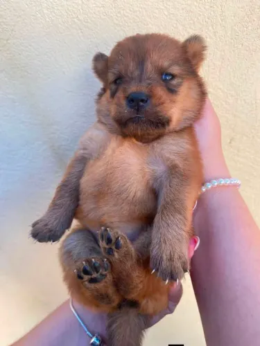 Filhote de chow-chow Doação 