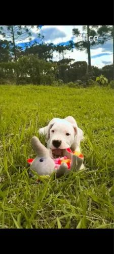 Dogo Argentino 