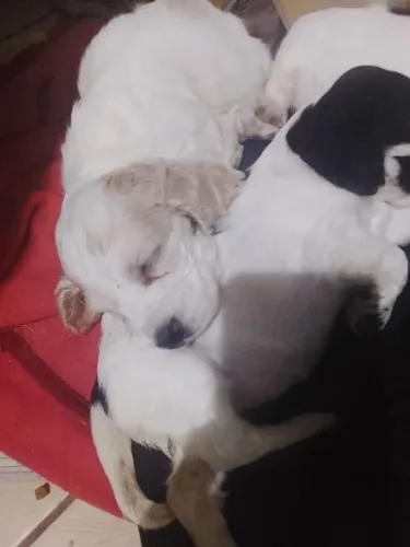 Cachorro Cocker filhotes