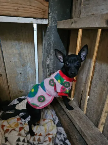 Vendo pinscher femea n:1
