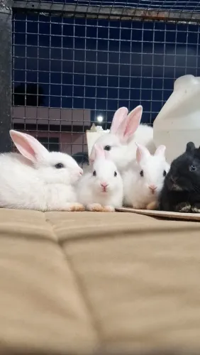 Coelhos
