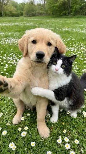 Cuido de gatos e cachorros