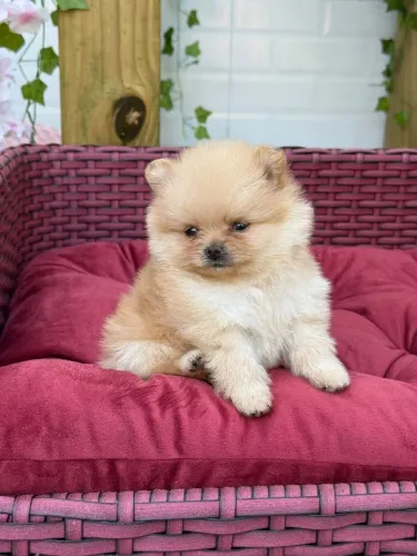 Linda Fêmea Micro de Spitz Alemão Anão