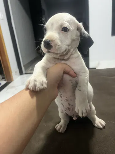 Cachorro doação 