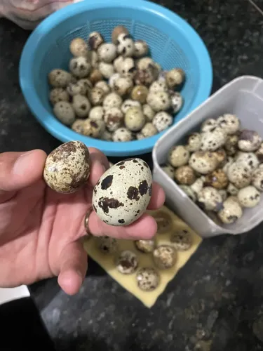 30 ovos galados CODORNAS GIGANTE MUTACIONADAS