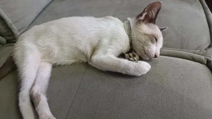 Gato