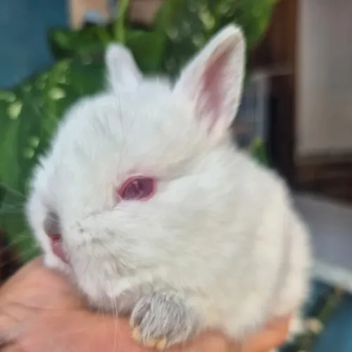 coelho anão Netherlands dwarf