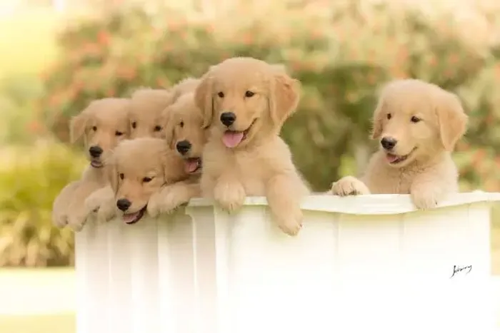 DOAÇÃO DE GOLDEN RETRIEVER - *
