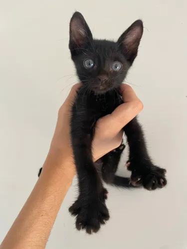PARA ADOÇÃO RESPONSÁVEL - GATINHA FILHOTE DÓCIL