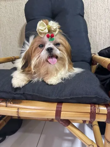 Shih-tzu ?.