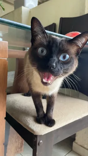 Doação de gatos