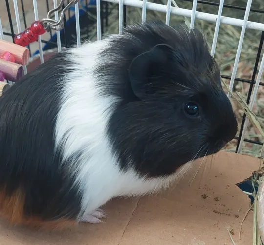 Porquinho da índia macho DOAÇÃO