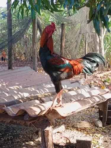 Vende-se frango caipira